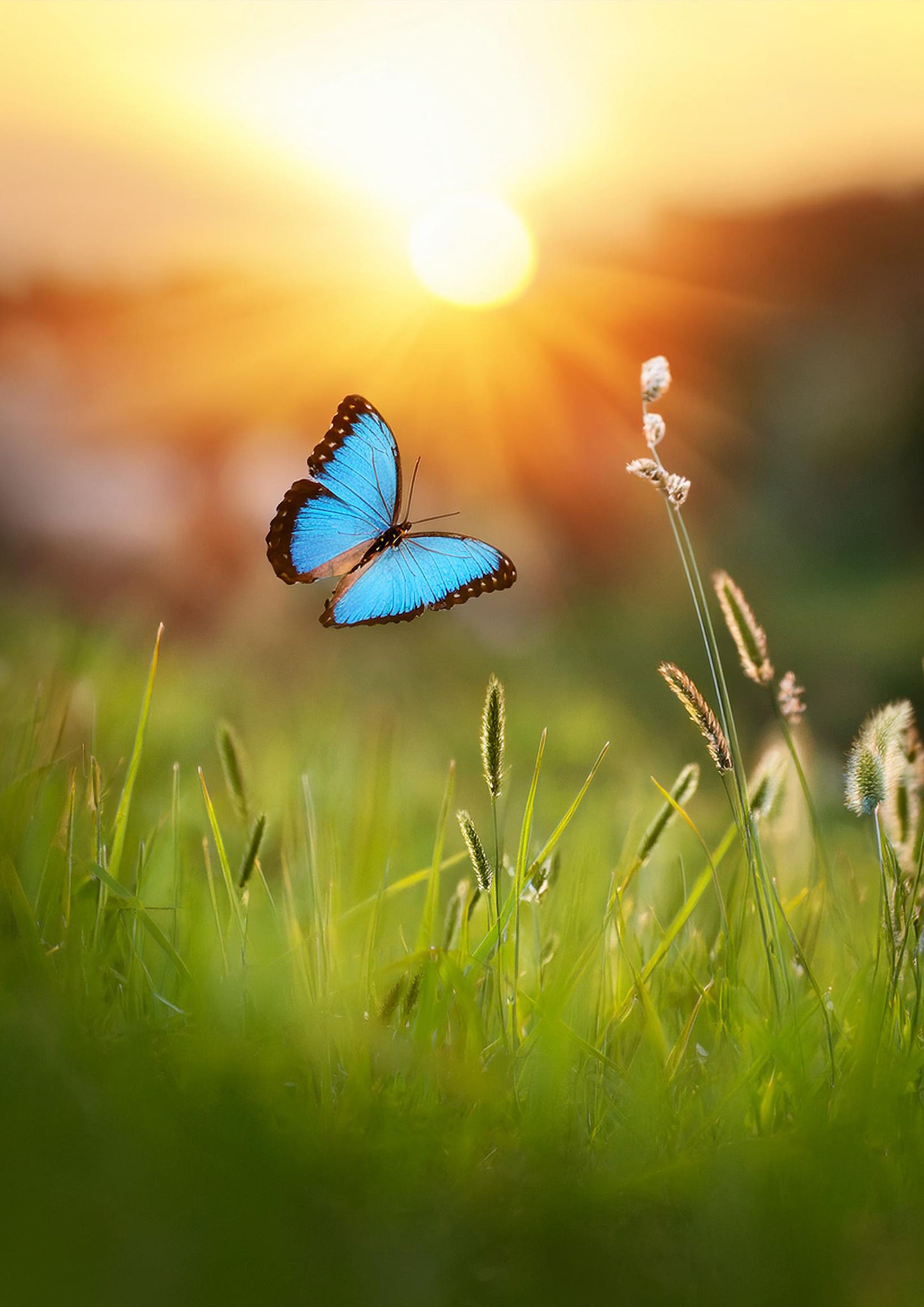 Digital Download - Butterfly