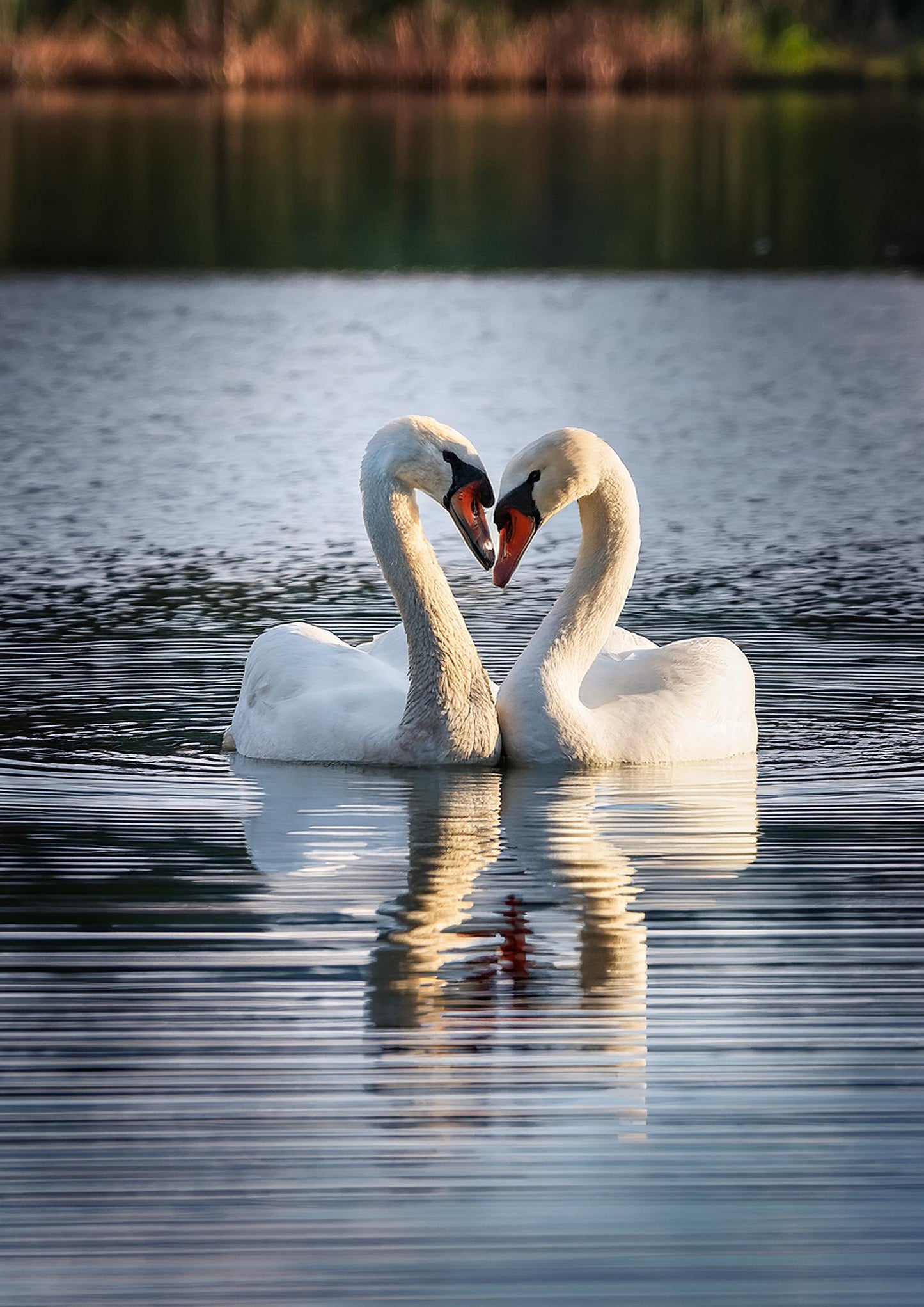 Digital Download -  2 Swans